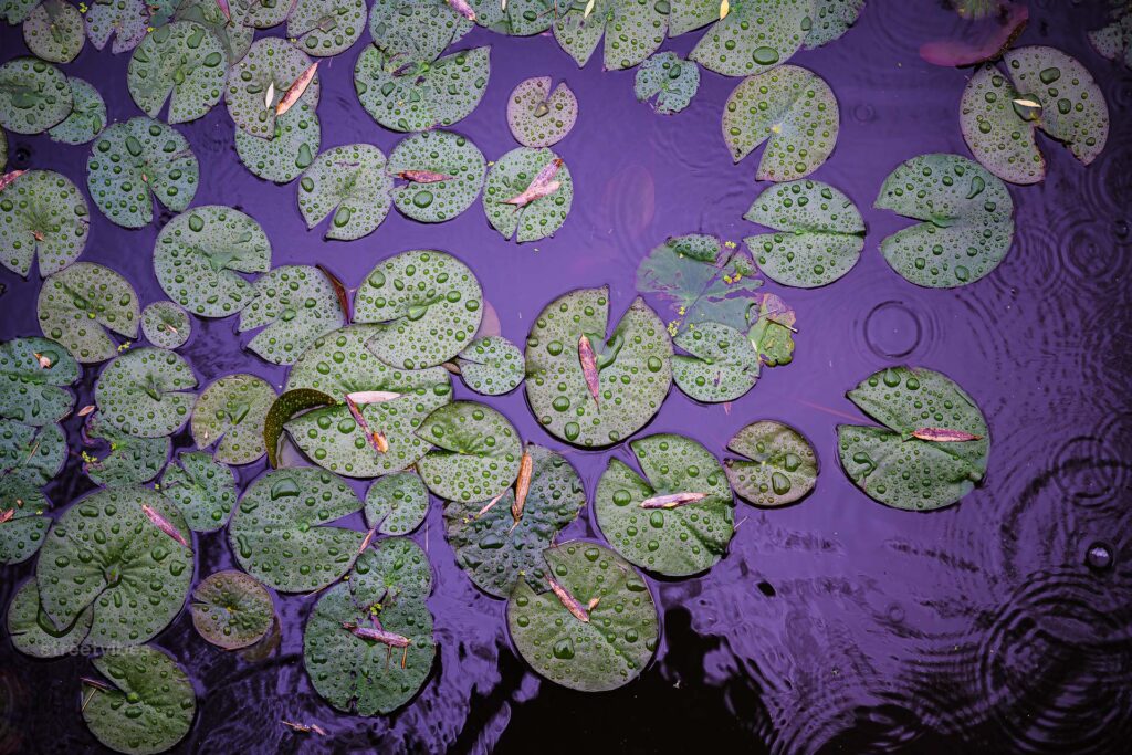 water lily
